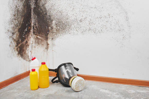 Best Affordable Mold Removal  in Leisure City, FL