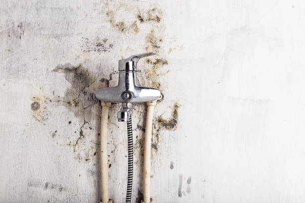 Best Local Mold Removal Service  in Leisure City, FL