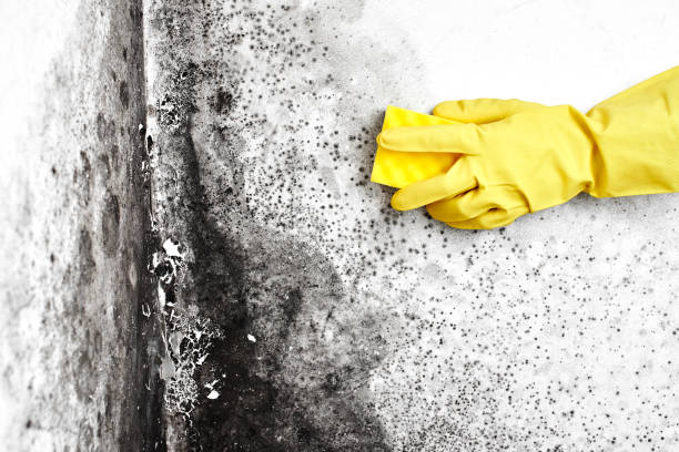 Mold Testing and Removal in Leisure City, FL