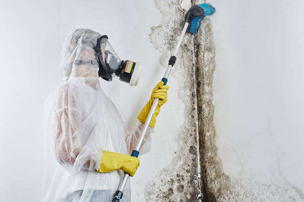 Crawl Space Mold Removal in Leisure City, FL