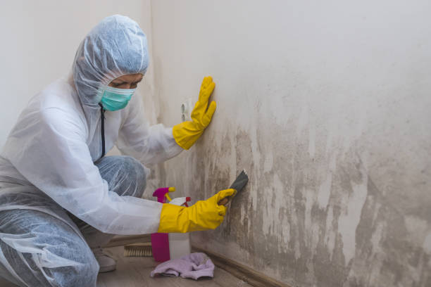 Best Residential Mold Removal  in Leisure City, FL
