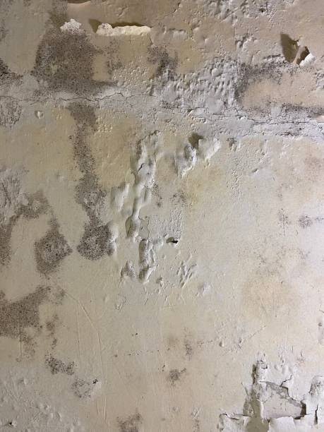 Best Commercial Mold Removal  in Leisure City, FL