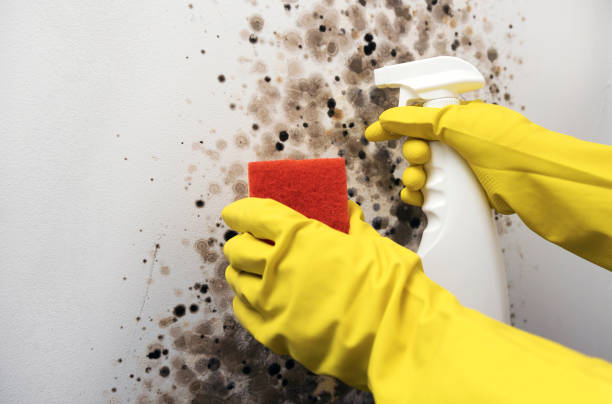 Best Office Mold Removal Services  in Leisure City, FL