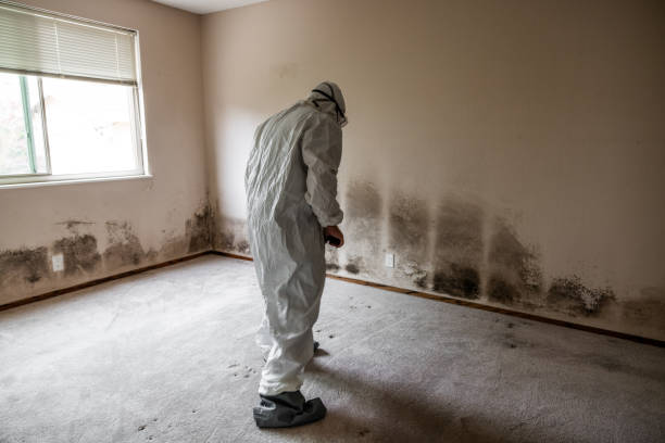Best Mold Damage Repair  in Leisure City, FL