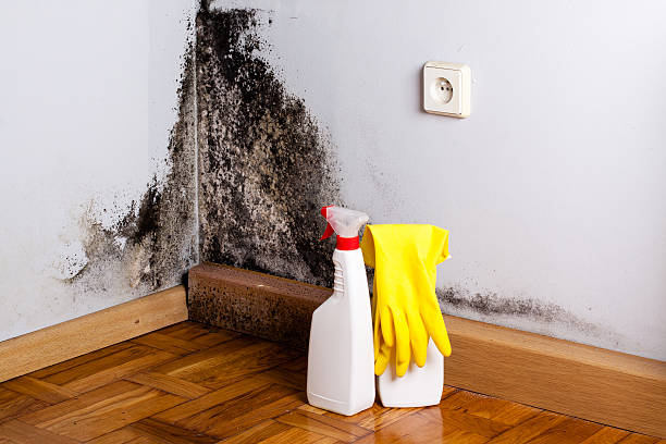Best Attic Mold Removal  in Leisure City, FL