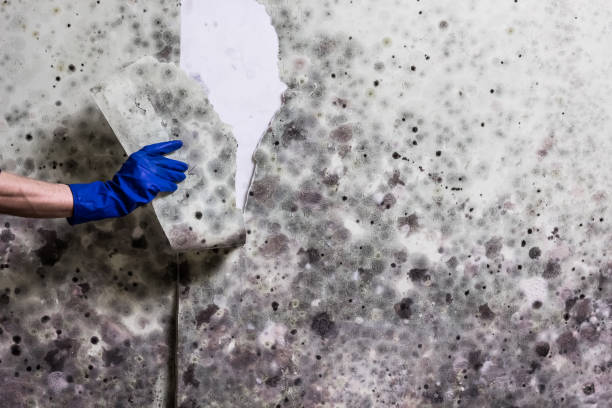 Certified Mold Removal in Leisure City, FL