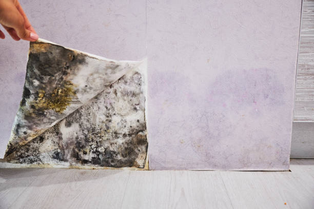 Best Mold Testing  in Leisure City, FL